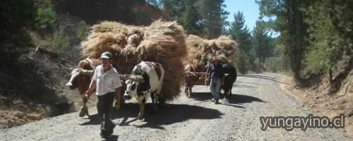 Yungay También Celebrara el “Día del Campesino”