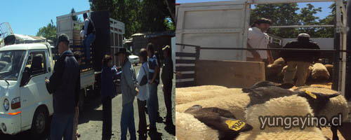 Entrega de Ganado Ovino en Yungay