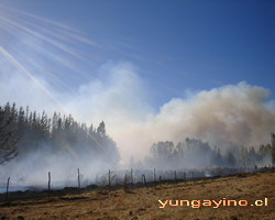 Incendio en Sector La Isla, Cabrero