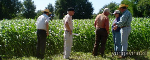 YUNGAYINO.CL - Pequeños Ganaderos del Área Indap Yungay Dieron a Conocer Exitosos Resultados del Cultivo del Sorgo Forrajero