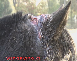 Maltrato Animal en yungay