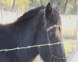 Maltrato Animal en yungay