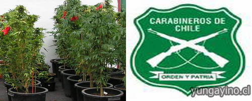 SIP de Carabineros de Yungay encuentra Marihuana en Campanario