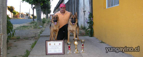 Destacada Participación de Yungayino y sus Dos Perros Ovejeros Alemanes