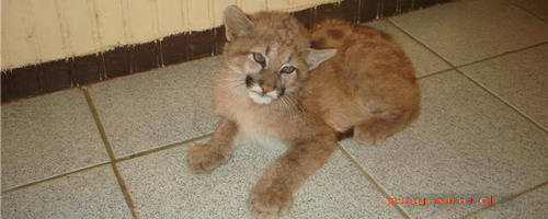 Puma Cachorro Encontrado en Límite Entre Yungay y Pemuco