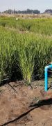Implementación de Riego por Goteo en Cultivos de Arroz Permitirá Ahorrar un 60 % de Agua